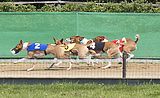 Basenji KSM Muenster 2014 (1027)